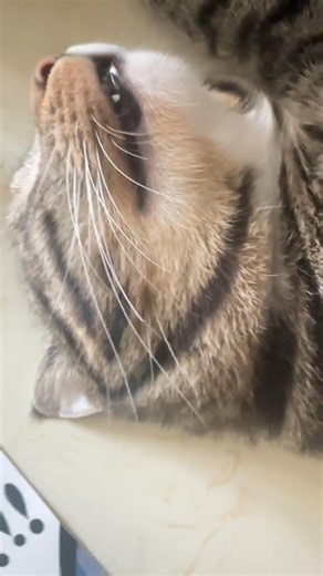 😻 Sleeping Kitten Dreaming? Listen to Those Tiny Meows! 💤🐾