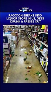 Raccoon Breaks Into Liquor Store In US, Gets Drunk And Passes Out