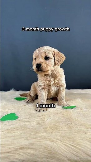 Basil's 3 Month Growth | Mini Golden Retriever Puppy