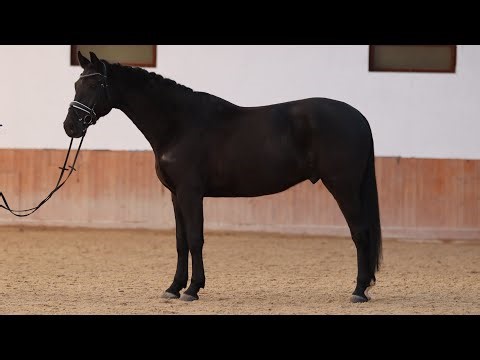 *BLACK DEAD QUIET HUNTER*GREENWITCH, 2020, gelding by Quidam de Revel @ANSporthorses