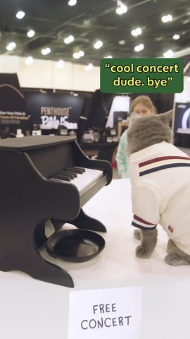 WATCH: Internet Cat’s First Live Piano Performance