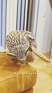 Cute owl🦉🌸 #owl | Owl Lovers