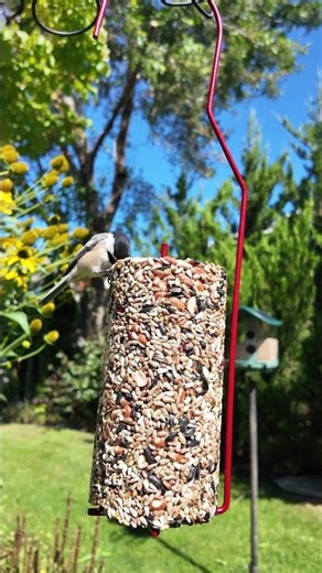 Black-capped Chickadee Feeding on a Seed Cylinder