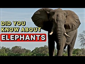 Did You Know About Elephants?