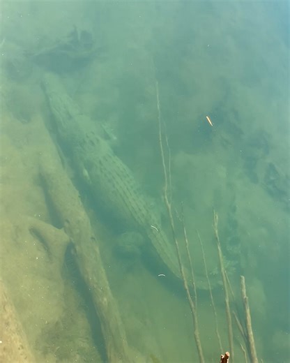 Who knew such a massive croc could be so sneaky?! 🐊🤯 | UNILAD Adventure