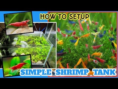 Shrimp tank setup. Step by step. How to Setup a Simple Shrimp Tank