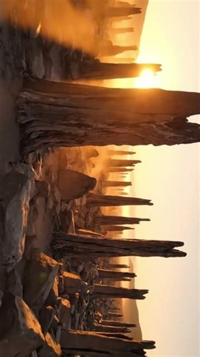 The 280-Million-Year-Old Fossil Forest Where Trees Turned to Stone #PetrifiedTrees #ancientearth