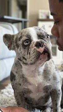 The Most Jealous Dog I’ve Ever Seen 😂