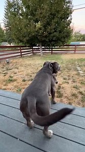 1.6K views | Luna, the female goat, was utterly obsessed with Lil Stank, the American Bully. In her playful quest for his attention, she gently headbutted him. At first, Lil Stank engaged playfully, but soon he seemed indifferent. Despite this, the sibling duo shared a deep bond; Lil Stank had always looked out for Luna, even defending her from the other male goats when she was younger. | Jukin Copyright Management | Facebook