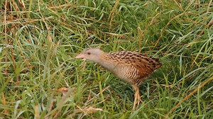 Corncrake (Crex crex) | BIRDS & Nature