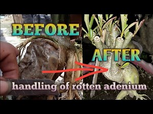 Bonggol Adenium anda busuk?ini tipsnya | handling of rotten adenium