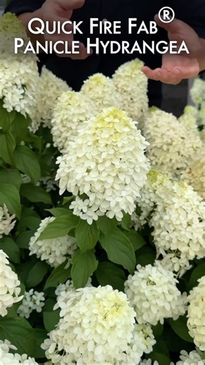 2.3K views · 36 reactions | We’re fully stocked with Quick Fire Fab hydrangeas!! If you think this hydrangea is perfect for your garden, then stop by asap to grab this beautiful plant before it’s gone! Thank you @gardenanswer | Sullivan Hardware & Garden | Facebook