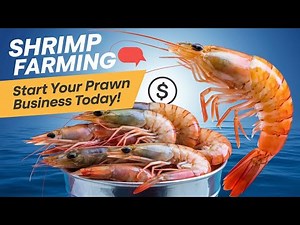 Shrimp Farming | How to Start Prawn Farming Business | Step-by-Step Guide