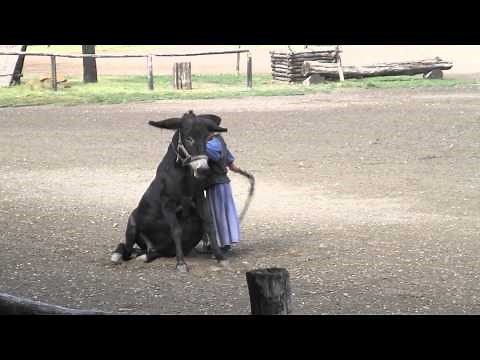 Hungarian Horse Show - Puszta, Hungary.