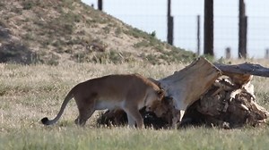 We could all use some peace and tranquility this holiday season. The Wild Animal Sanctuary is home to over 600 Lions, Tigers, Bears, Wolves, and other RESCUED animals that have been confiscated from illegal or abusive situations. | The Wild Animal Sanctuary