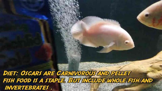 Albino tiger oscar breeding pair signs you can’t miss