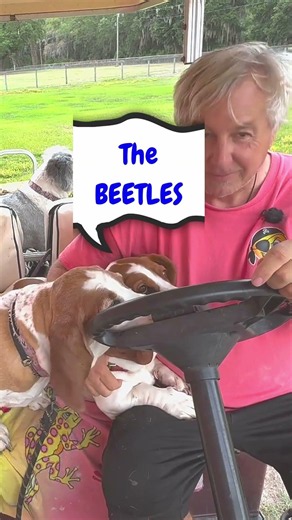 The Bad Dad Jokes Are Here! 🐶😂 #dogs #humor #shorts