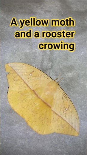 Polilla🦋moth🦋ngengat🦋mariposa🦋insect