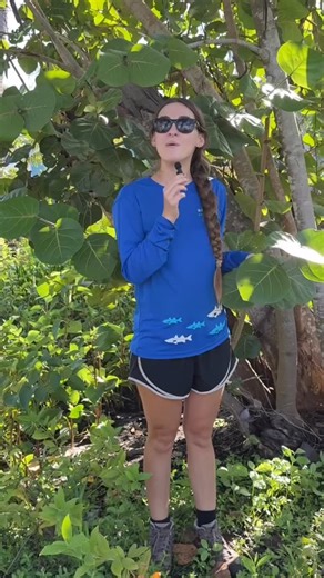 Meet the seagrape (Coccoloba uvifera), an iconic Florida species. 🌊🍇 Seagrape is a woody shrub or tree found in coastal areas throughout Central and South Florida, the Caribbean, and Central and South America. These widespread plants are tolerant to drought and salt spray, making them a great option for erosion control and stabilization along coastlines. Seagrape’s namesake fruits typically appear in early fall, providing a food source for many birds and small mammals. The grapes can also be e