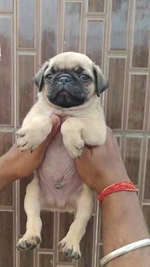 Pug Puppy For Sale 12000 9728011133
