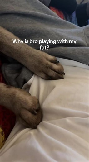 Adorable Silver Lab Playing: A Must-See Moment