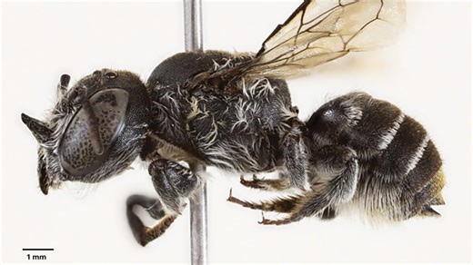 Demonic horns and a devilish name: New 'Lucifer' bee discovered in Australia