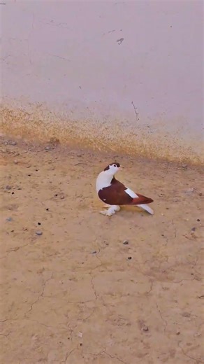 sharazi pigeon colony setup #pigeonlover #ramzanmubarak