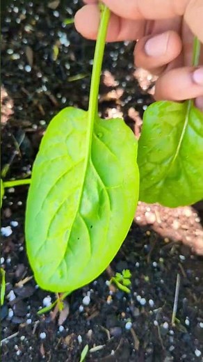 Spinach quick growing and harvesting tips ! #gardening #garden #fall
