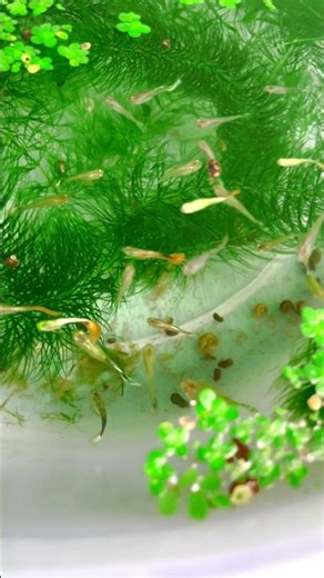 Guppy fish
