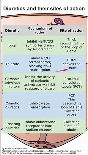 Diuretics and their sites of action