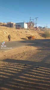 Likhomo #serona_sa_rona_ka_rona #mokhorong_oa_khotla #thababosiutouristsinformationcenter #tourguide #ha_nka_ea #VisitLesotho #instadaily #fypシ゚viralシ #viralvideo #see_more | Lebohang Mafa