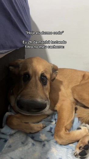 Filtro 'Hoje eu durmo cedo' no cachorro: como usar e resultado engraçado