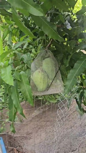 Our Floridian East Indian Mango tree 🥭