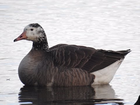 Canada goose-Domestic goose Hybrid