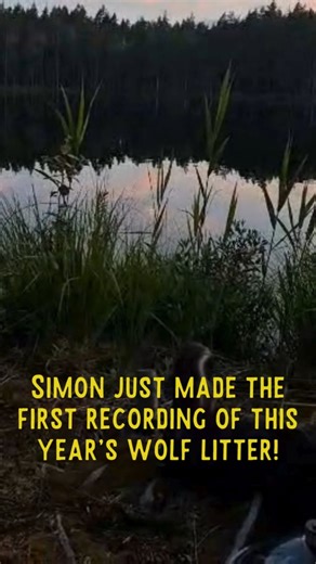 After some tracknig and silent nights Simon finally found the Wolves position and heard this year's pups for the first time! 😍 This Summer you can join Simon for a Wolf expedition and stay out in the territory to hear wolves howl. Visit WildSweden's website for more info and bookings. #wolves #rewilding #vargyl #wildsweden | WildSweden
