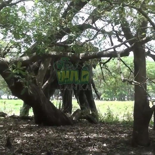 Injured Giant Tusker Gets Life Saving Treatment 🐘💉