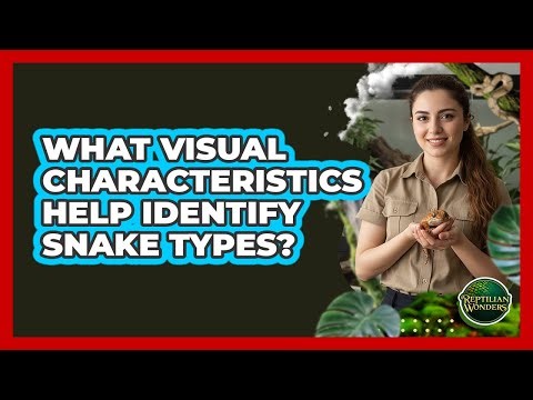 What Visual Characteristics Help Identify Snake Types?