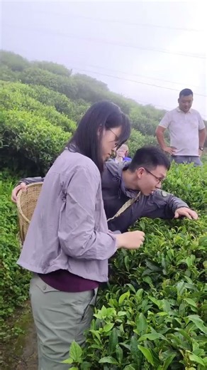 Mim Tea Garden | A Day of Tea, Learning & Shared Wisdom