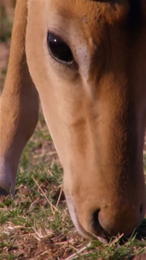 Cheetah's Epic Hunt Fails! Watch the Thrilling Wild Chase! #shorts