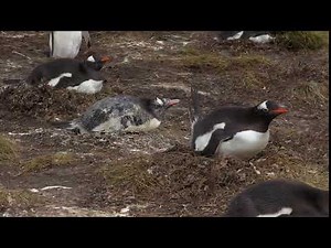 Penguin shits on other Penguin