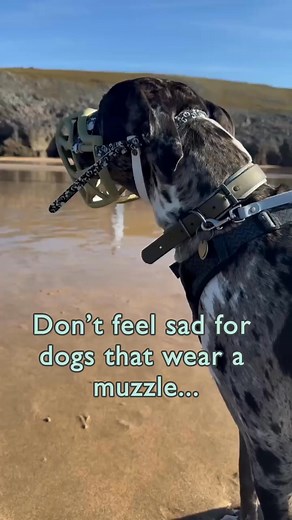 It’s wild that people still think muzzled dogs are somehow loved less or held back because of their muzzle. Here’s the truth: many of these dogs are already restricted, often by behaviours that make certain situations tricky. A muzzle doesn’t hold them back – it gives them freedom. A muzzled dog is safer, happier, and able to engage more fully with the world around them. So, don’t feel sad for the muzzled dogs. Feel sad for the ones missing out because their guardians are too worried about judge