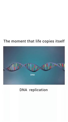 inside.science_ on Instagram: "#duel One of the most fascinating process in biology. DNA replication is the biological process by which a cell makes an exact copy of its DNA before cell division. It's essential for growth, repair, and reproduction in all living organisms. Key Steps in DNA Replication 1. Initiation - Begins at specific sites called origins of replication. - Helicase enzyme unwinds the double helix, forming a replication bubble with two replication forks. - Single-strand binding p