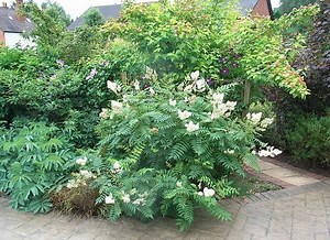 Sorbus reducta - Alchetron, The Free Social Encyclopedia