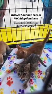 11K views · 258 reactions | All large dogs and cats have their...