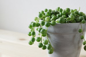 グリーンネックレス(緑の鈴)の基本的な育て方 | ウチデグリーン ノート | UCHI de GREEN note