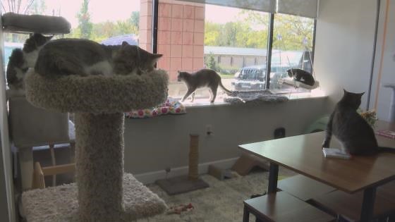 Akron rescue focuses on cats who've been loved, but lost their original owners: Ready Pet GO!