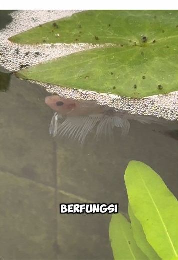 Rekomendasi Ikan Cupang Hias yang Menakjubkan