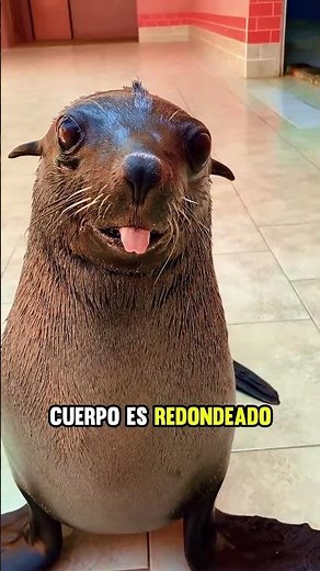 ¿Por qué las focas no hacen dieta