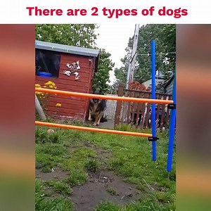 822K views · 22K shares | There are 2 types of dogs...  | Animal Channel | Facebook