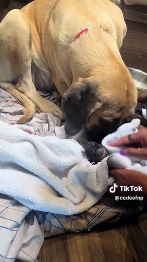 English Mastiff Delivers 8 Puppies During RV Journey